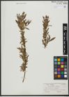 Foto von Salix triandra L. x Salix viminalis L.